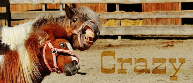 horses-1348616_960_720.jpg